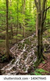 Cascade in a Spring Forest