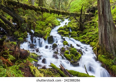 Cascade Waterfalls In Oregon Forest Hike Trail.