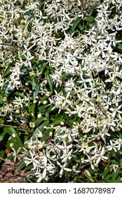 Cascade Of White Evergreen Clematis Flowers Blooming On A Sunny Day
