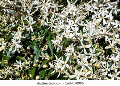 Cascade Of White Evergreen Clematis Flowers Blooming On A Sunny Day
