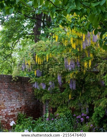 Cascading purple wisteria and yellow laburnum flowers at Eastcote House Gardens, London Borough of Hillingdon. Photographed on a sunny day in early May when the flowers are in full bloom. 