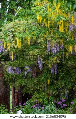 Cascading purple wisteria and yellow laburnum flowers at Eastcote House Gardens, London Borough of Hillingdon. Photographed on a sunny day in early May when the flowers are in full bloom. 