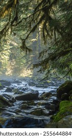 A cascading waterfall flows through the lush Hoh Rainforest in Olympic National Park, Washington, surrounded by vibrant mosses, ferns, and dense greenery, creating a serene natural scene.