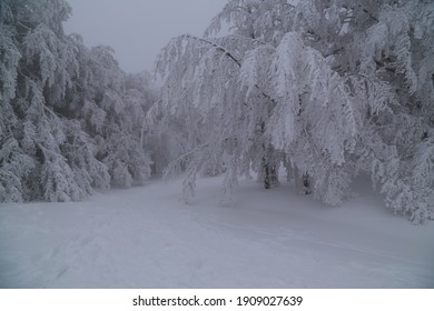 Casentino Forest In Winter Time