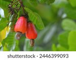 Cashew apple Seeds, a source of protein and healthy fats, ripe fruit in bunches hanging on a tree with green leaves.