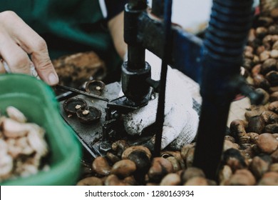 Cashew Factory In Thailand