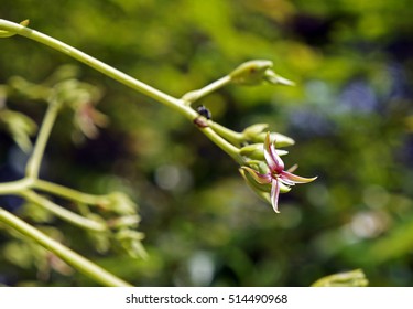 Cashew Flower (Anacardium Occidentale) On Tree