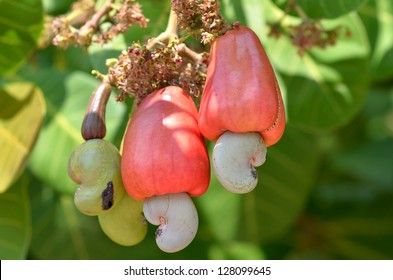 cashew tree images stock photos vectors shutterstock https www shutterstock com image photo cashew fruit 128099645