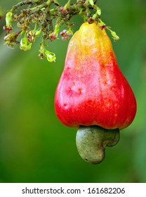 Cashew fruit (Anacardium occidentale) hanging from tree. Photo taken in Panama.  - Shutterstock ID 161682206