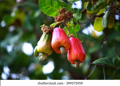 Cashew Fruit (Anacardium Occidentale) Hanging On Tree