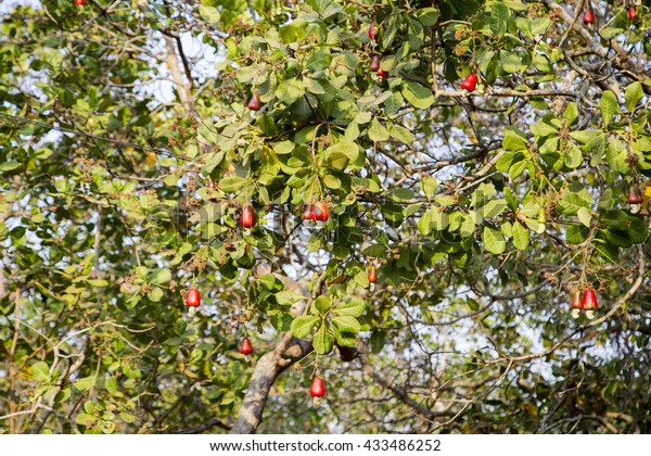 Cashew Fruits Anacardium Occidentale Growing On Stock ...