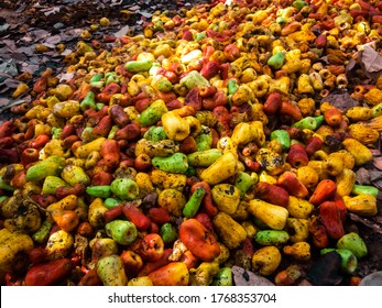 Cashew Fruits Lying On A Tropical African Forest