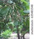 Cashew nut
