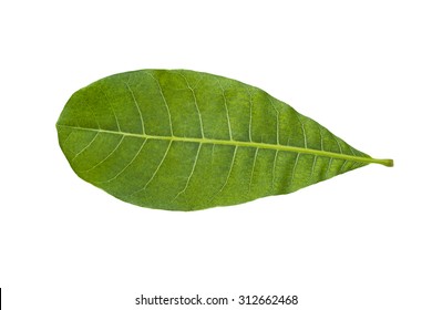 14,795 Cashew Nut Leaf Images, Stock Photos & Vectors | Shutterstock