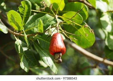 Cashew Nut Growing On Tree