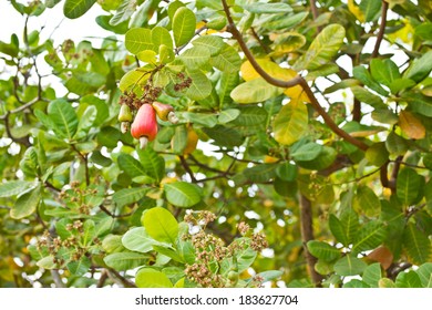 Cashew Nut On Tree