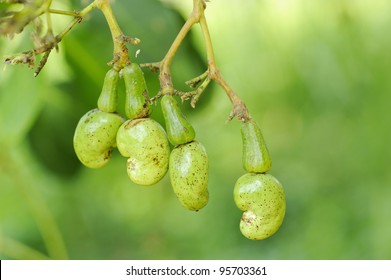 Cashew Nut On Tree