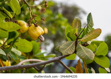 Cashew With Cashew Nut On Cashew Tree In Agriculture Farm.