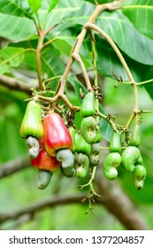 Cashew Nut On The Tree,Cashew Or Anacardium Occidentale Or Marañón.