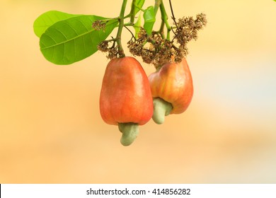 Cashew Nut Tree.