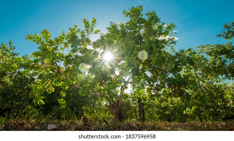 Cashew Nut Tree With A Sun Flare From Behind