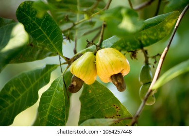 Lục Bát Hoa ĐV - Page 18 Cashew-nut-treeanacardium-occidentale-260nw-1064257448