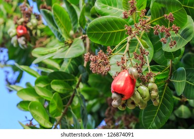 Cashew Nuts Growing On Tree