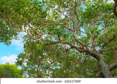 Cashew Tree