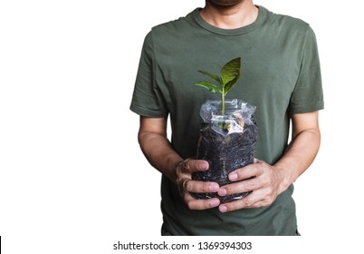 Cashew Tree ,young Plant In Bag With Is Soil Holding In A Hand Of A Male With Isolated On A White Background