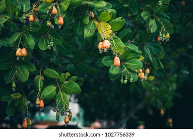 Cashew Trees (Anacardium Occidentale) In A Garden In Evening. Fruits, Nuts And Leaves Of The Plant