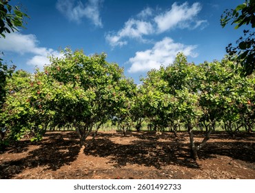 Anacardos y frutas en una granja orgánica en Tailandia en un día soleado