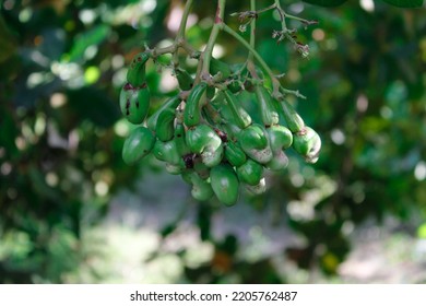 Cashew, Cashew Or Cashew Is A Type Of Plant From The Anacardiaceae Tribe Originating From Brazil And Has An Edible 