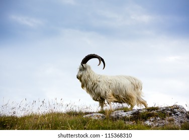 Cashmere goat at Great Orme, North Wales