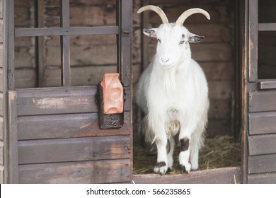 カシミア山羊 の画像 写真素材 ベクター画像 Shutterstock