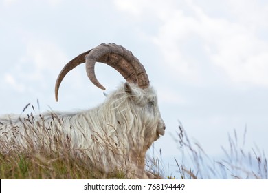 Cashmere Goat At North Wales