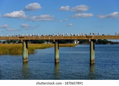 Caspian And Gull Billed Tern Birds Sitting On A Wood Dock Over Water