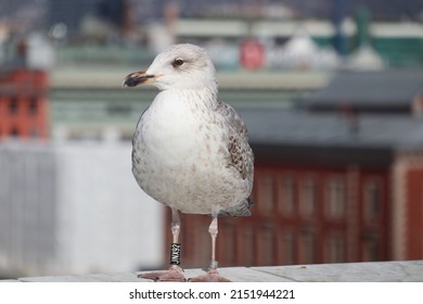 The Caspian Gull In Oslo