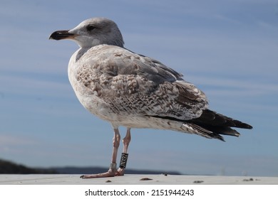 The Caspian Gull In Oslo