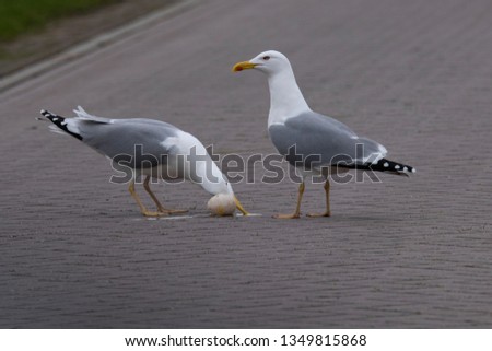 Similar – Image, Stock Photo A sea rat rarely comes alone