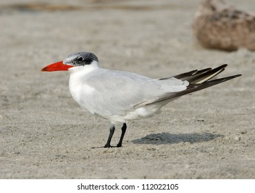 Caspian Tern