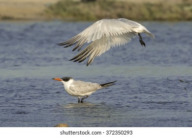 Caspian tern