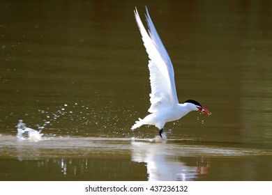 Caspian Tern