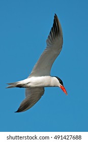 Caspian Tern