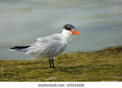 Caspian Tern 