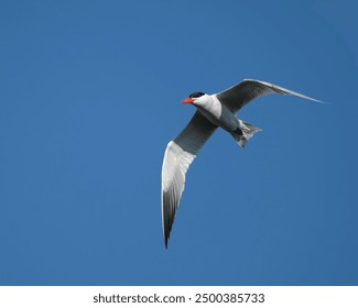A Caspian tern is in flight