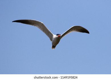 Caspian tern in flight looking for food near the shores of Lake Michigan