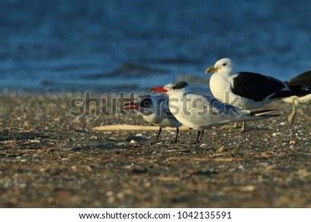 Similar – Foto Bild Seeschwalben I Landschaft