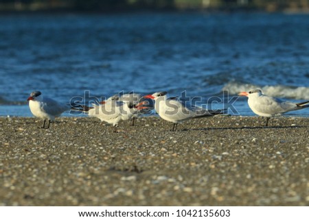 Similar – Foto Bild Seeschwalben I Landschaft