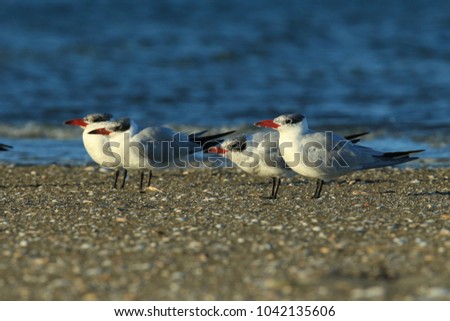 Foto Bild Seeschwalben I Landschaft