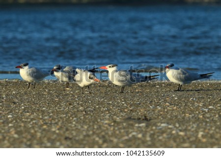 Similar – Foto Bild Seeschwalben I Landschaft